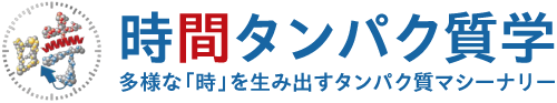 時間タンパク質学・学術変革領域研究(A)